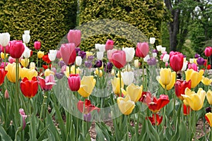 Tulip Garden photo