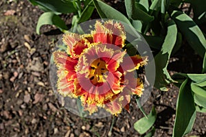 Tulip in garden