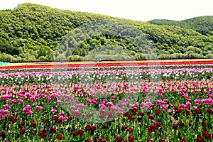 Tulip Garden