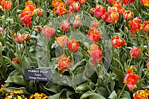 Tulip Garden