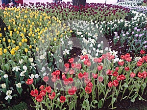 Tulip garden in Chiang Rai