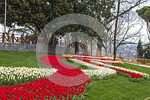 Tulip Garden in Emirgan Woods, 2019- March 31, Istanbul, Turkey