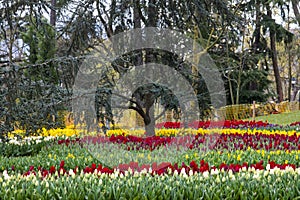 Tulip Garden in Emirgan Woods, 2019- March 31, Istanbul, Turkey