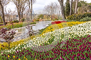 Tulip Garden in Emirgan Woods, 2019- March 31, Istanbul, Turkey