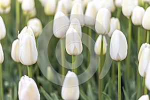 Tulip Garden in Emirgan Woods, 2019- March 31, Istanbul, Turkey