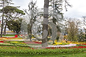 Tulip Garden in Emirgan Woods, 2019- March 31, Istanbul, Turkey