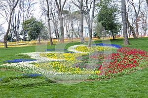 Tulip Garden in Emirgan Woods, 2019- March 31, Istanbul, Turkey