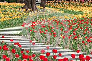 Tulip garden