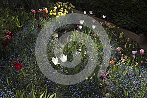 Tulip garden in the foothills of the Sierra Nevada Mountains