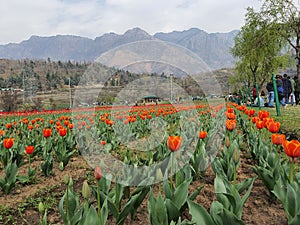 Tulip Garden Kashmir
