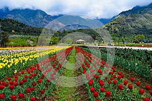 Tulip garden in Kashmir photo