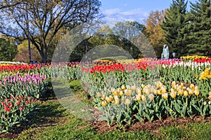 Tulip Garden Netherlands Carillon Arlington Virginia photo