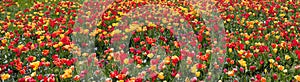 Tulip garden panorama