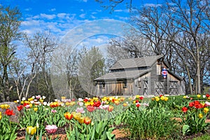 Tulip Garden with Patriotic Quilt Barn in Back - Beloit, WI