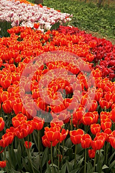 Tulip garden with red and orange tulips under the tree in a garden in Istanbul Tulip Festival