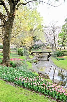 Tulip garden at Showa Kinen KoenShowa Memorial Park,Tachikawa,Tokyo,Japan in spring.