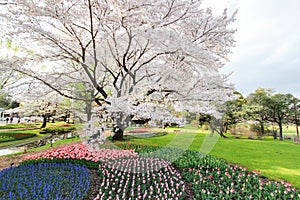 Tulip garden at Showa Kinen KoenShowa Memorial Park,Tachikawa,Tokyo,Japan in spring.