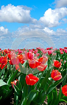 Tulip Garden In Springtime