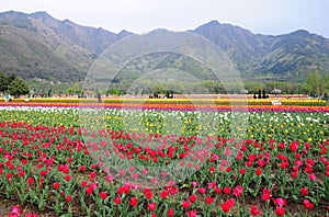 Tulip garden in Srinagar, Kashmir, India