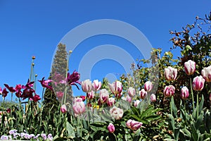 Tulip Gardens