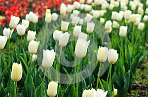 Tulip Gardens, in Srinagar, Jammu and Kashmir, India