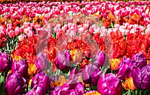 tulip gesneriana, from the family Liliaceae, colorful, vilet, yellow and red flowers in the Keukenhof Flower Park, Holland,
