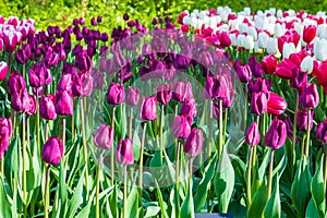 tulip gesneriana, purple flowers in Keukenhof Flower Park, Holland, Nederland