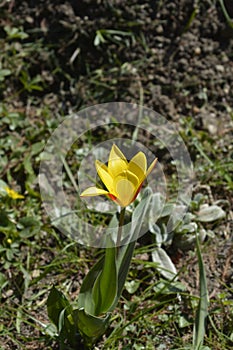 Tulip Giuseppe Verdi