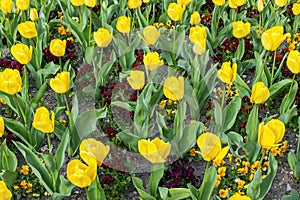 Tulip `Golden Apeldoorn`