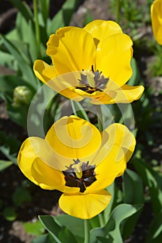 Tulip Golden Apeldoorn