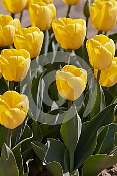 Tulip Golden Apeldoorn yellow flowers in spring