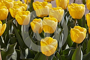 Tulip Golden Apeldoorn yellow flowers in spring