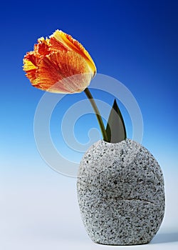 Tulip In Granite