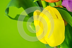 Tulip on green background