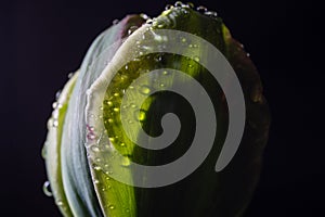 tulip with green petals at night after the rain.