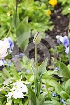Tulip growing in the garden in a flower meadow during spring