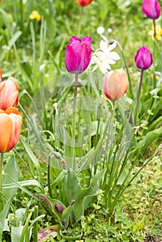 Tulip growing in the garden in a flower meadow during spring