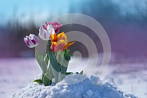 Tulip growing out of snow. Abnormal weather conditions in spring