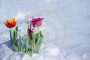 Tulip growing out of snow. Atypical snowfall in spring