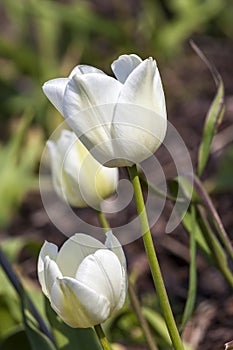 Tulip `Gwen`