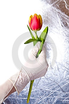 Tulip in a hand