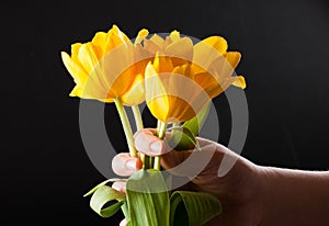 Tulip in hand