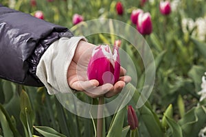 Tulip in the hand of a child