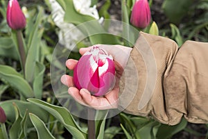 Tulip in the hand of a child