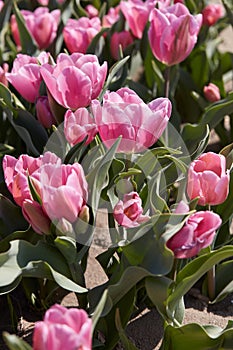 Tulip Happy Family flowers in pink color background