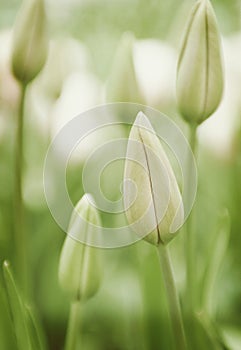 Tulip heads before opening.