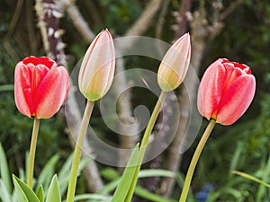 Tulip heads opening blooms in a spring garden.