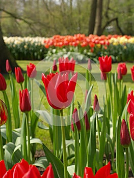 Tulip in holland