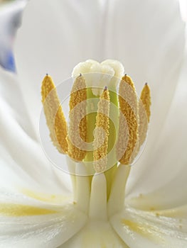 Tulip inflorescence macro photography. Stamen and pistil of blooming white tulip, close-up.