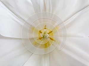 Tulip inflorescence macro photography. Stamen and pistil white tulip, close-up. Inside white tulip flower, top view.